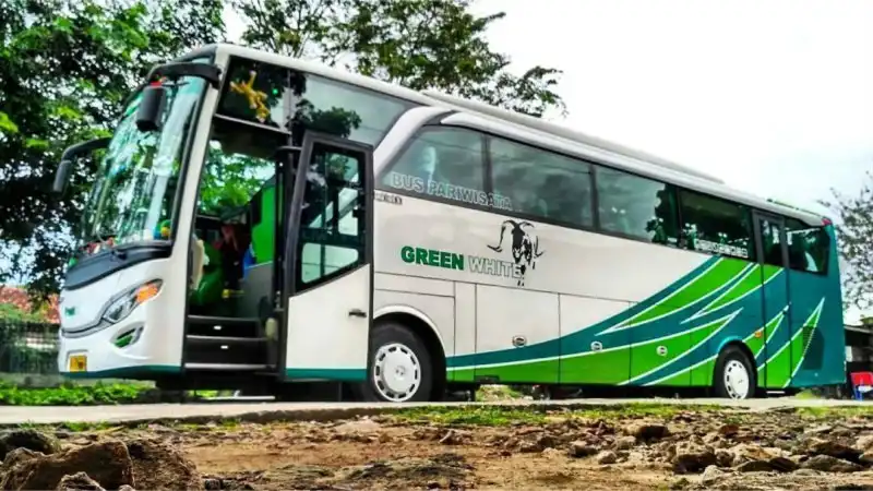 Bus pariwisata Green White